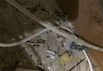 Mice Control Project | Attic Cleaning Laguna Beach, CA