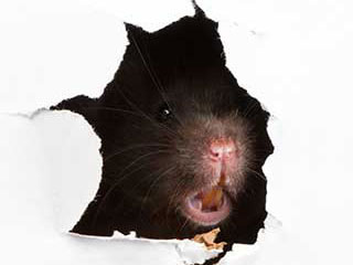 Rodent Proofing Services | Attic Cleaning Laguna Beach, CA Rodent Proofing Services | Attic Cleaning Laguna Beach, CA